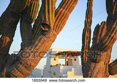 Stock Photo - Cactus, Cabo San Lucas, Mexico. Fotosearch