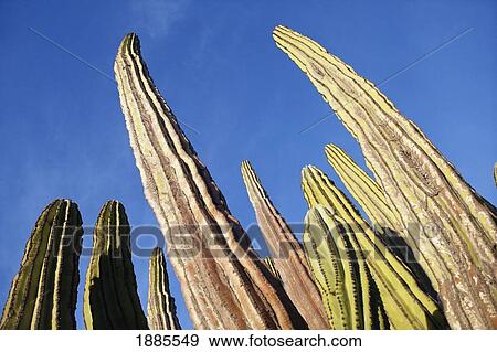 Cactus, Close Up View Large Photo Image Stock Photo - Cactus, Close Up. Fotosearch
