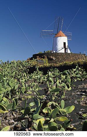 Stock Image - Cactus Garden & Windmill ÃƒÆ’Ã‚Â¡. Fotosearch