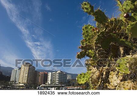 Cactus In Puerto De La Cruz View Large Photo Image Stock Photography - Cactus In Puerto De La Cruz. Fotosearch