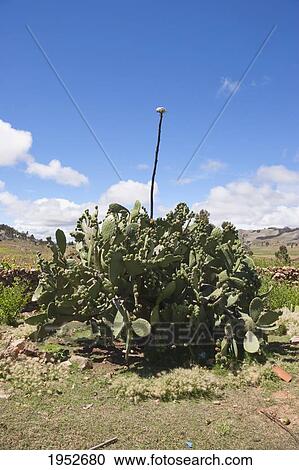 Cactus, Jatun Yampara Indigenous Community, Chuquisaca Department, Bolivia View Large Photo Image Stock Image - Cactus, Jatun Yampara Indigenous Community, Chuquisaca Department, Bolivia. Fotosearch