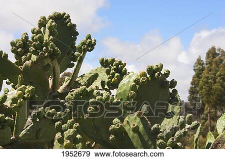 Cactus, Jatun Yampara Indigenous Community, Chuquisaca Department, Bolivia View Large Photo Image Stock Photo - Cactus, Jatun Yampara Indigenous Community, Chuquisaca Department, Bolivia. Fotosearch