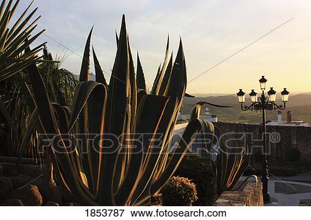 Stock Photo - Cactus, Medina-Sidonia, Cadiz, Spain. Fotosearch