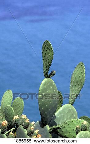 Stock Photography - Cactus On Coastline. Fotosearch
