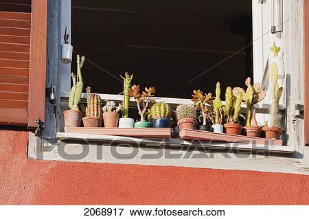 Cactus Plants On A Window Sill, Strasbourg, France View Large Photo Image Stock Photo - Cactus Plants On A Window Sill, Strasbourg, France. Fotosearch