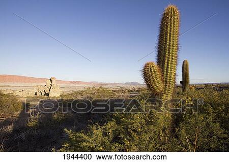 Stock Image - Cactus, Valle De La Luna (Moon Valley), Ischigualasto Natural Park, San Juan, Argentina. Fotosearch