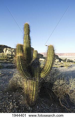 Cactus, Valle de la Luna (Moon Valley), Ischigualasto Natural Park, San Juan, Argentina View Large Photo Image Stock Image - Cactus, Valle de la Luna (Moon Valley), Ischigualasto Natural Park, San Juan, Argentina. Fotosearch