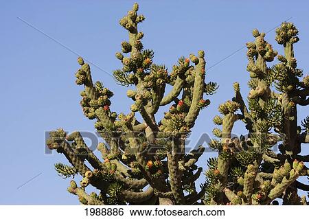 Stock Photograph - Cactus, Valparaiso, Valparaiso Region, Chile. Fotosearch