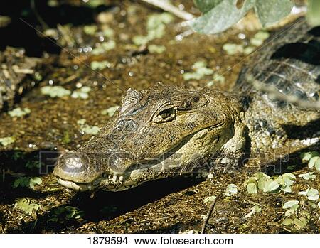 Caiman In Cano National Park, Close Up View Large Photo Image Picture - Caiman In Cano National Park, Close Up. Fotosearch