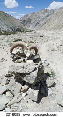 Cairn With Antelope Horns In The Zanskar Range In Ladhak, India View Large Photo Image Stock Photo - Cairn With Antelope Horns In The Zanskar Range In Ladhak, India. Fotosearch
