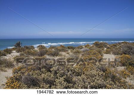 Stock Image - Caleta Vald? s, Peninsula Vald? s, Chubut, Argentina. Fotosearch