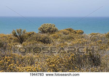 Stock Image - Caleta Vald? s, Peninsula Vald? s, Chubut, Argentina. Fotosearch