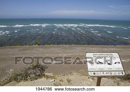 Caleta Valdes, Peninsula Valdes, Chubut, Argentina View Large Photo Image Stock Photograph - Caleta Valdes, Peninsula Valdes, Chubut, Argentina. Fotosearch