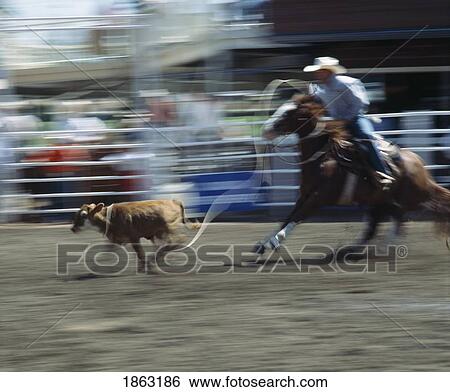 Calf Roper, Calgary Stampede, Calgary, Alberta, Canada View Large Photo Image Stock Photograph - Calf Roper, Calgary Stampede, Calgary, Alberta, Canada. Fotosearch