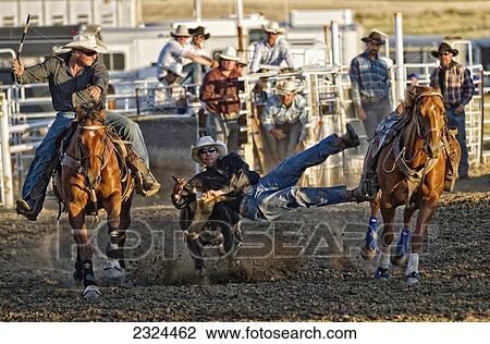 Calf roping competition at a rodeo; Saskatchewan, Canada View Large Photo Image Stock Image - Calf roping competition at a rodeo; Saskatchewan, Canada. Fotosearch