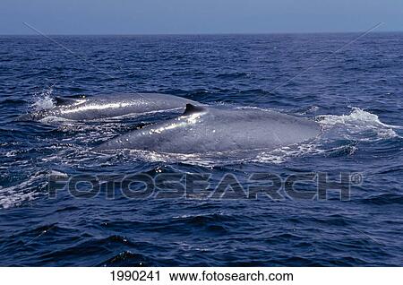 California, A Pair Of Blue Whales, Balaenoptera Musculus, Surface Off Coast Of View Large Photo Image Stock Image - California, A Pair Of Blue Whales, Balaenoptera Musculus, Surface Off Coast Of. Fotosearch