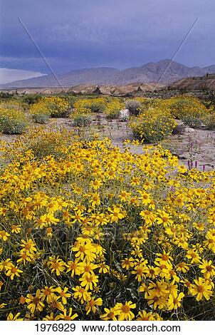 Stock Photo - California, Anza-Borrego Desert State Park, Arroyo Salado, Desert Landscape With California Brittlebush In Foreground.. Fotosearch