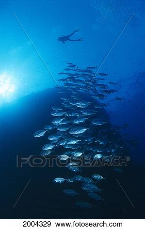 California, Baja, Diver Above School Of Unidentified Jack Fish View Large Photo Image Stock Photo - California, Baja, Diver Above School Of Unidentified Jack Fish. Fotosearch