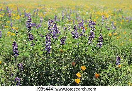 Picture - California, Beautiful Meadow Of Lupine And California Poppies.. Fotosearch