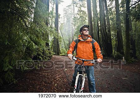 California, Big Basin Redwoods State Park, Man Biking On Trail In Woods Stops To Admire The Scenery. View Large Photo Image Stock Image - California, Big Basin Redwoods State Park, Man Biking On Trail In Woods Stops To Admire The Scenery.. Fotosearch