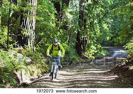 Stock Image - California, Big Basin Redwoods State Park, Man Biking On Trail In Woods.. Fotosearch