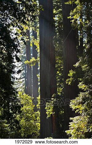 California, Big Basin Redwoods State Park, Rays Of Sunlight Shine Through Redwood Trees In Forest. View Large Photo Image Stock Photo - California, Big Basin Redwoods State Park, Rays Of Sunlight Shine Through Redwood Trees In Forest.. Fotosearch