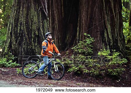 Stock Photo - California, Big Basin Redwoods State Park, Man Biking On Trail In Woods Stops To Admire The Scenery.. Fotosearch