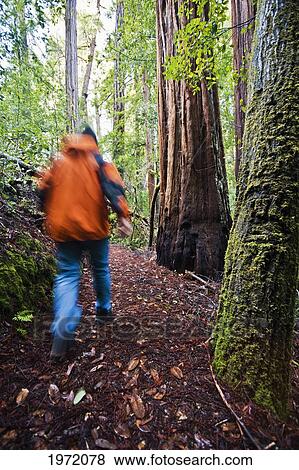 California, Big Basin State Park, Man In Orange Jacket Hiking In The Redwoods. View Large Photo Image Stock Photo - California, Big Basin State Park, Man In Orange Jacket Hiking In The Redwoods.. Fotosearch