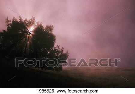 Stock Photograph - California, Big Sur Coast, Morning Sun Rays Shining Through Tree In Foggy Field.. Fotosearch