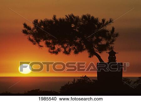 Stock Image - California, Big Sur Coast, Silhouetted Cypress Tree On Hillside Overlooking Ocean, Sunset On Horizon.. Fotosearch