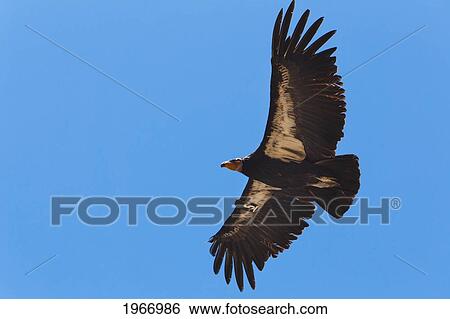 Stock Photograph - California, Big Sur, Endangered California Condor (Gymnogyps Californianus) Flying Over Big Sur Coast, Tagged From Researchers With A Radio Beacon. Fotosearch