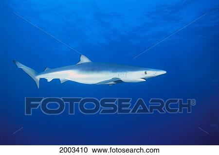 California, Blue Shark (Prionace Glauca) Clear Blue Water Near Surface, Side View View Large Photo Image Stock Image - California, Blue Shark (Prionace Glauca) Clear Blue Water Near Surface, Side View. Fotosearch