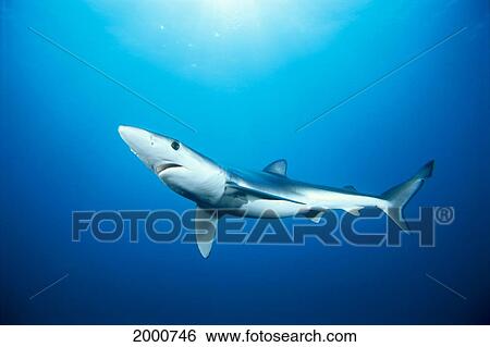 California, Blue Shark (Prionace Glauca) Clear Blue Water, Sunburst View Large Photo Image Stock Photograph - California, Blue Shark (Prionace Glauca) Clear Blue Water, Sunburst. Fotosearch