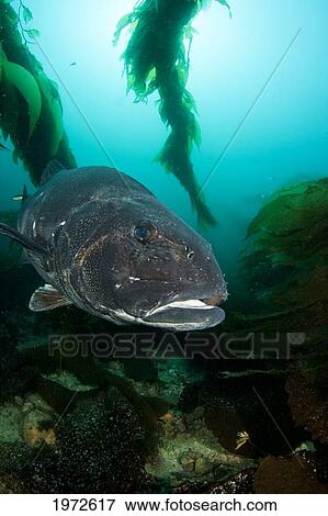 California, Catalina Island, Giant Black Sea Bass (Stereolepis Gigas). View Large Photo Image Stock Photo - California, Catalina Island, Giant Black Sea Bass (Stereolepis Gigas).. Fotosearch