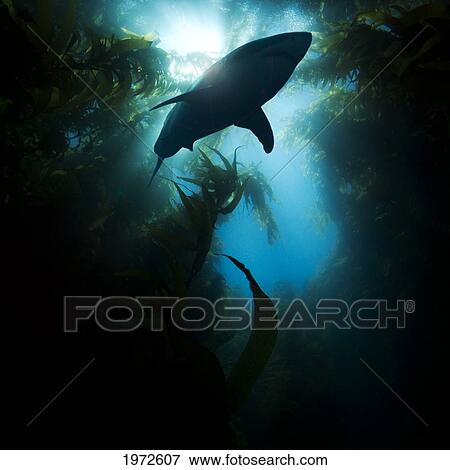 Stock Photo - California, Catalina Island, Great White Shark (Carcharodon Carcharias) Passes Overhead Through A Forest Of Sea Kelp.. Fotosearch