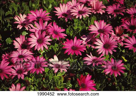 California, Close-Up Of Pink Daisies Growing In A Field View Large Photo Image Stock Image - California, Close-Up Of Pink Daisies Growing In A Field. Fotosearch