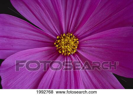 Stock Photo - California, Close-Up Of Single Pink Aster, Yellow Center.. Fotosearch