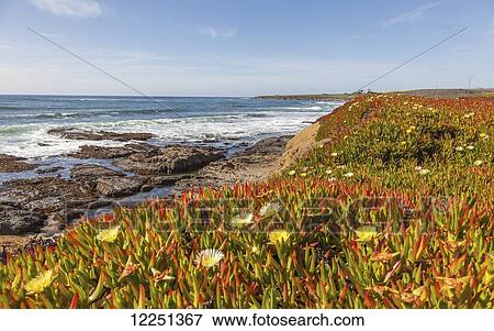 California coast in the springtime with blossoming ice plant in the foreground on the cliffs; California, United States of America View Large Photo Image Stock Photo - California coast in the springtime with blossoming ice plant in the foreground on the cliffs; California, United States of America. Fotosearch