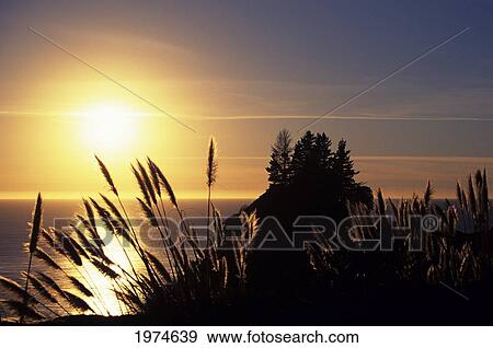 Stock Photo - California Coast, Reeds Illuminated By Bright Sunset Over Ocean.. Fotosearch