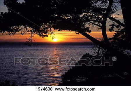 California Coast, Silhouetted Tree Framing Sunset Over Ocean. View Large Photo Image Stock Photo - California Coast, Silhouetted Tree Framing Sunset Over Ocean.. Fotosearch