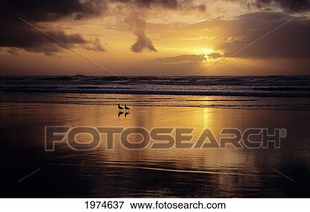 Stock Photo - California Coast, Sunset Over Wet Beach.. Fotosearch