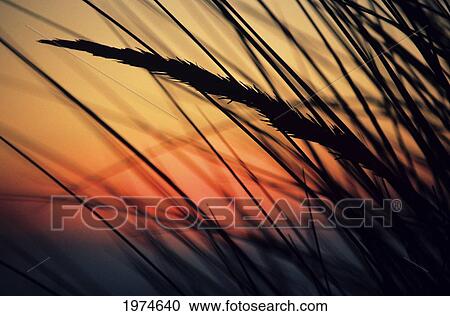 California, Colorful Sunset Through Beach Grass. View Large Photo Image Stock Image - California, Colorful Sunset Through Beach Grass.. Fotosearch