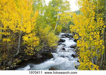 Stock Image - California, Eastern Sierras, Beautiful Mountain River With Vibrant Aspen Trees.. Fotosearch