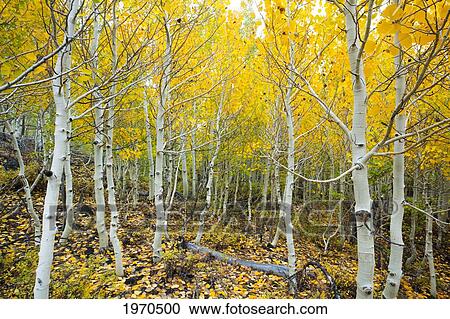 Stock Image - California, Eastern Sierras, Beautiful Aspen Trees Displaying Vibrant Fall Colors. Fotosearch