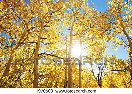 California, Eastern Sierras, Beautiful Aspen Trees Displaying Vibrant Fall Colors View Large Photo Image Stock Image - California, Eastern Sierras, Beautiful Aspen Trees Displaying Vibrant Fall Colors. Fotosearch