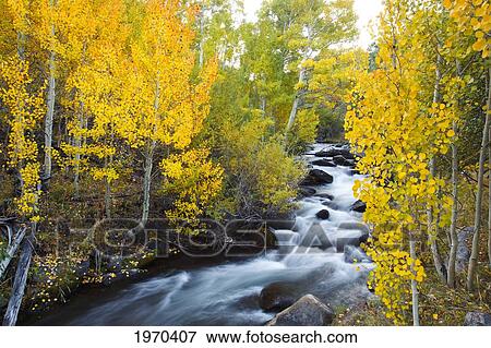 California, Eastern Sierras, Beautiful Mountain River With Vibrant Aspen Trees. View Large Photo Image Stock Photo - California, Eastern Sierras, Beautiful Mountain River With Vibrant Aspen Trees.. Fotosearch