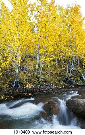 California, Eastern Sierras, Beautiful Mountain River With Vibrant Aspen Trees. View Large Photo Image Stock Photo - California, Eastern Sierras, Beautiful Mountain River With Vibrant Aspen Trees.. Fotosearch