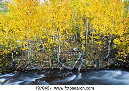 California, Eastern Sierras, Beautiful Mountain River With Vibrant Aspen Trees. View Large Photo Image Stock Photo - California, Eastern Sierras, Beautiful Mountain River With Vibrant Aspen Trees.. Fotosearch