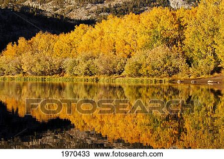 Stock Image - California, Eastern Sierras, Vibrant Autumn Scene Reflecting In A Mountain Lake. Fotosearch