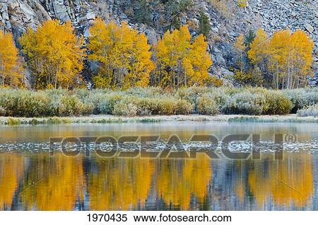 Stock Photography - California, Eastern Sierras, Vibrant Autumn Scene Reflecting In A Mountain Lake. Fotosearch